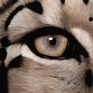 黑人大吊狂肏美女
